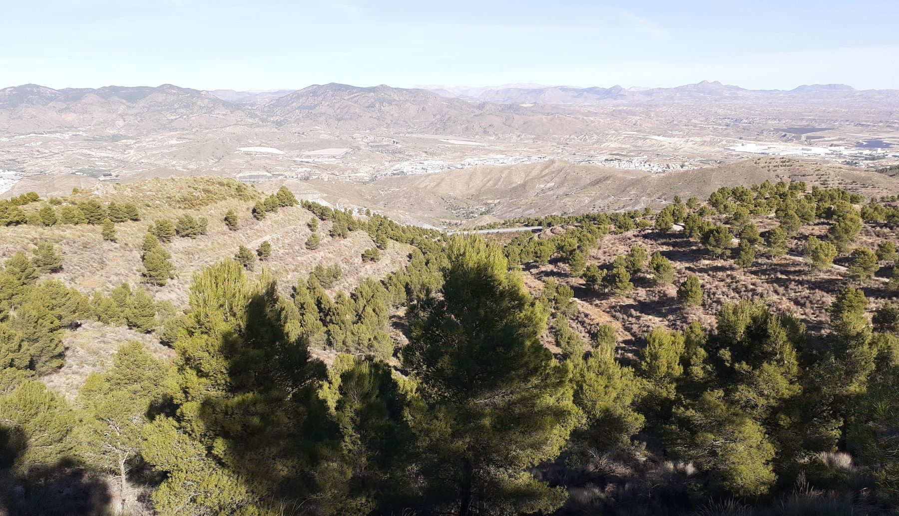 conservación bosques sierra almeriense Filabres