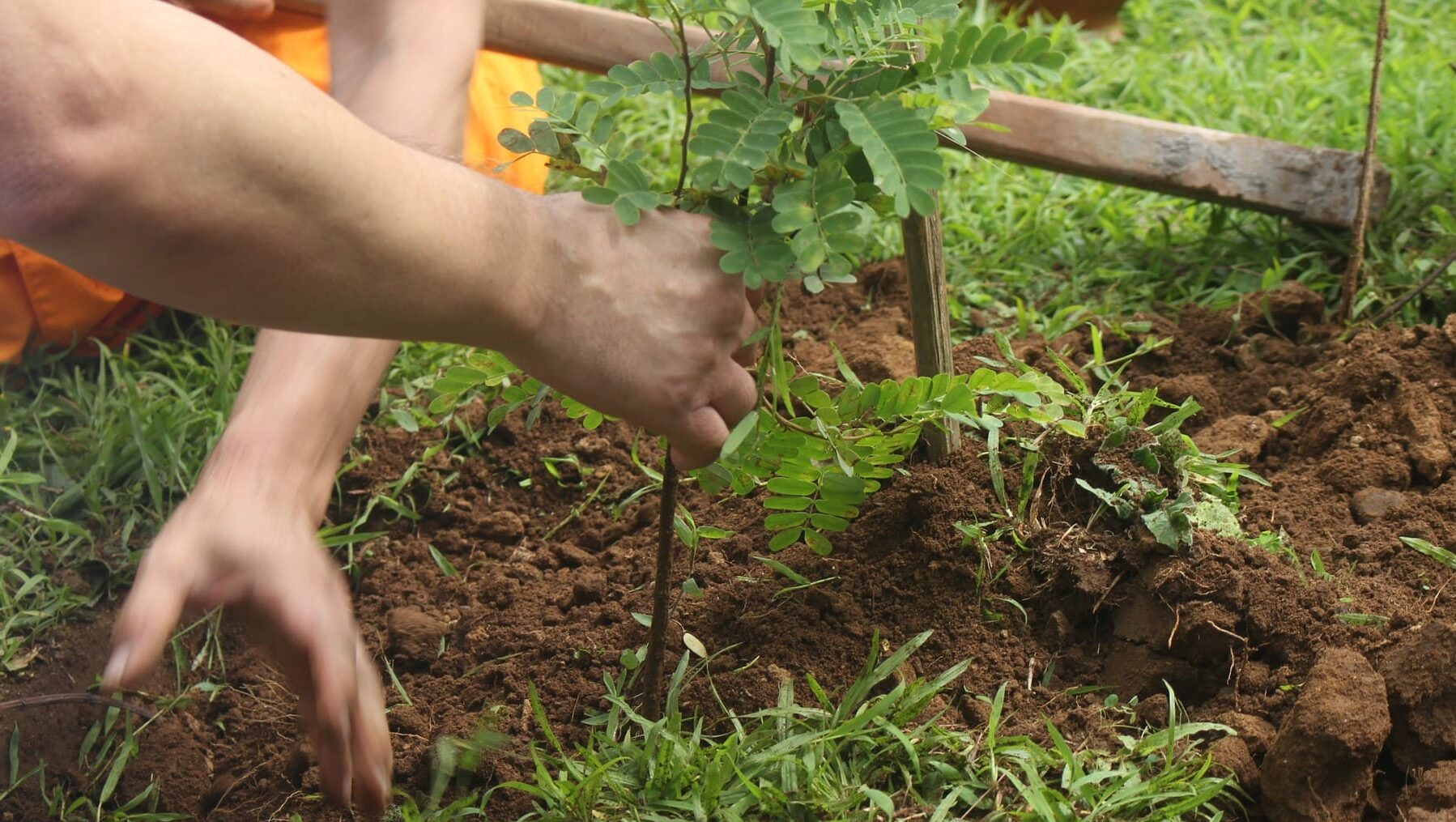 Galicia especies autóctonas