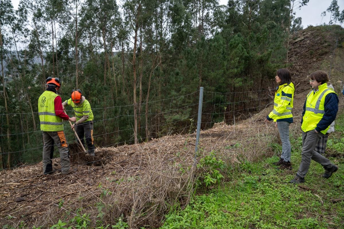 Galicia autovía Morrazo árboles autóctonos