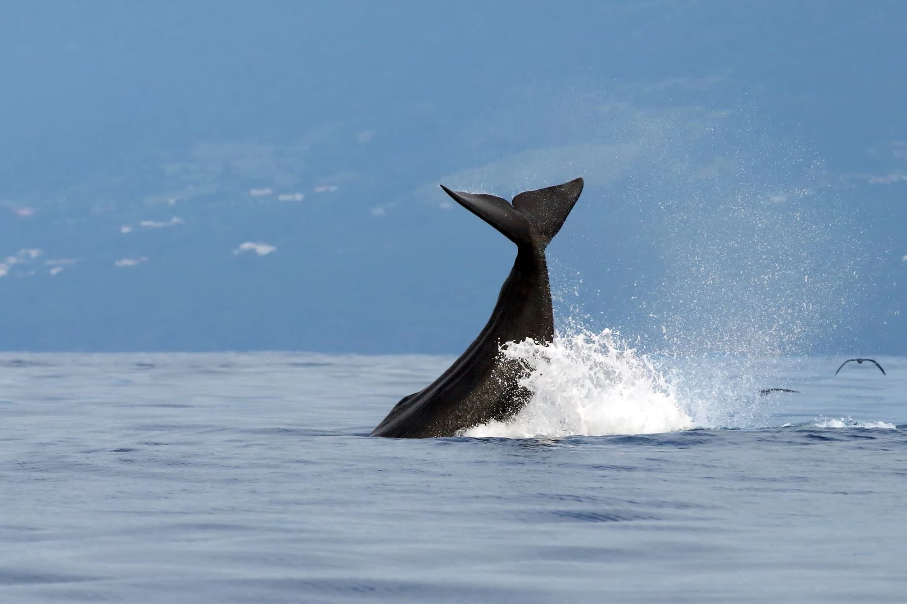 Golfo California cachalotes