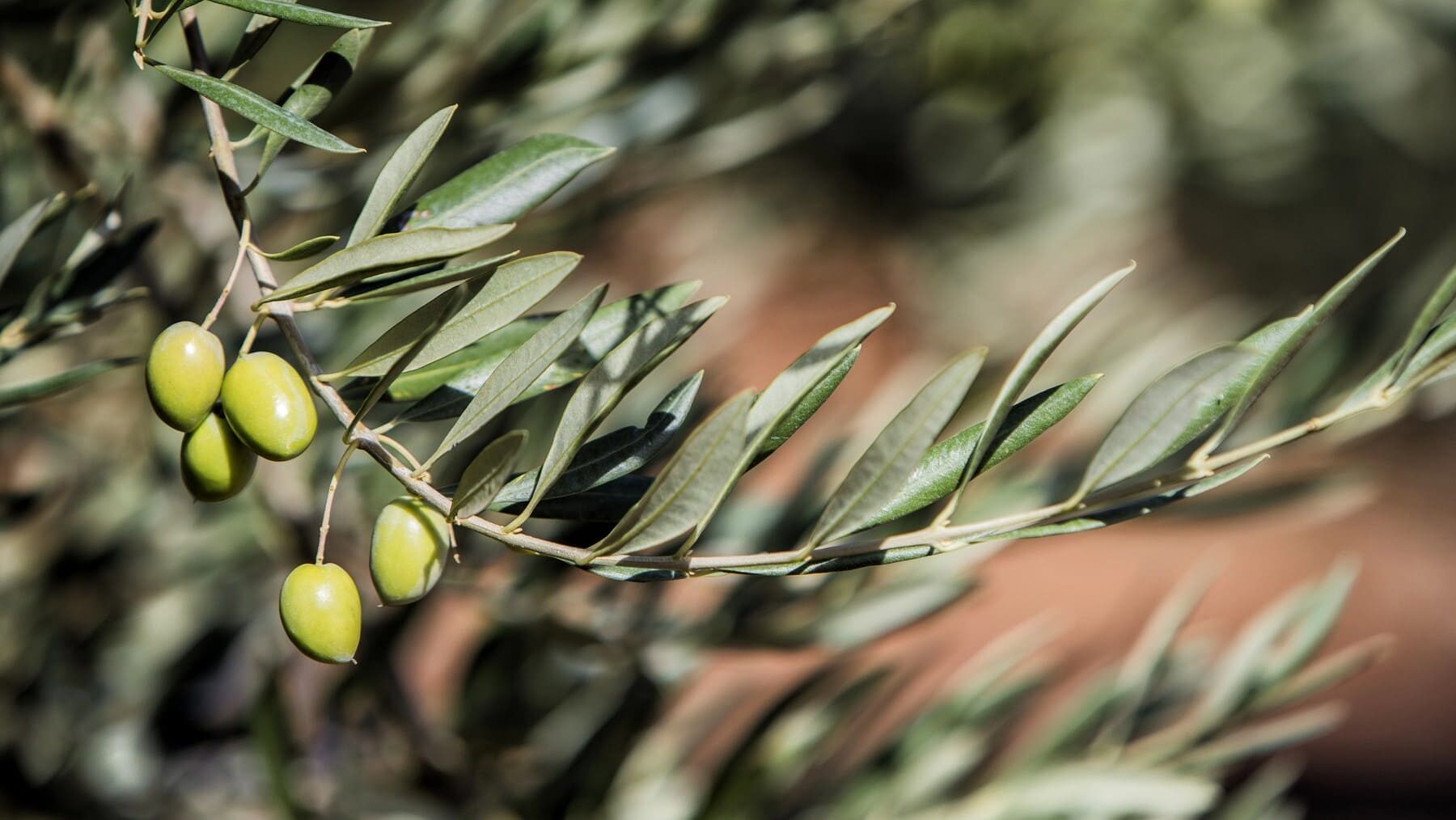 Hojas olivo antioxidantes
