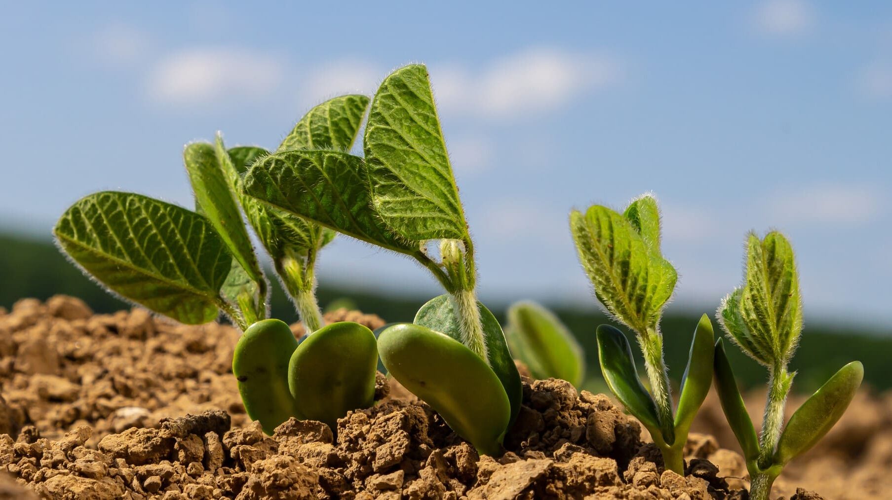 INTIA FAO sistemas alimentarios sostenibles