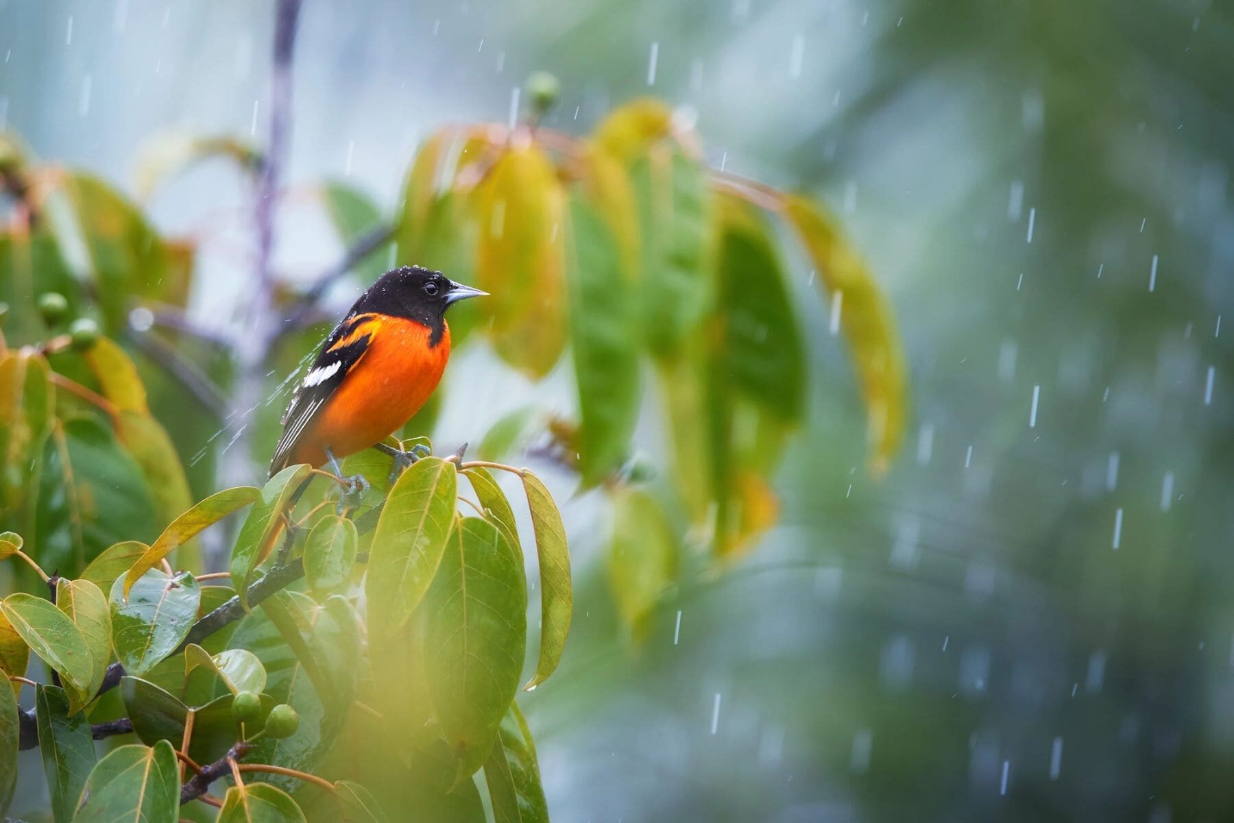 Jardines lluvia propuestas DANA