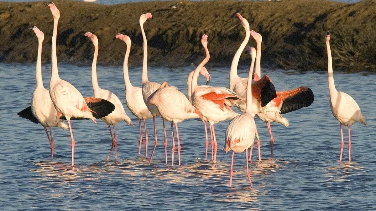 Andalucía biodiversidad Marismas Odiel
