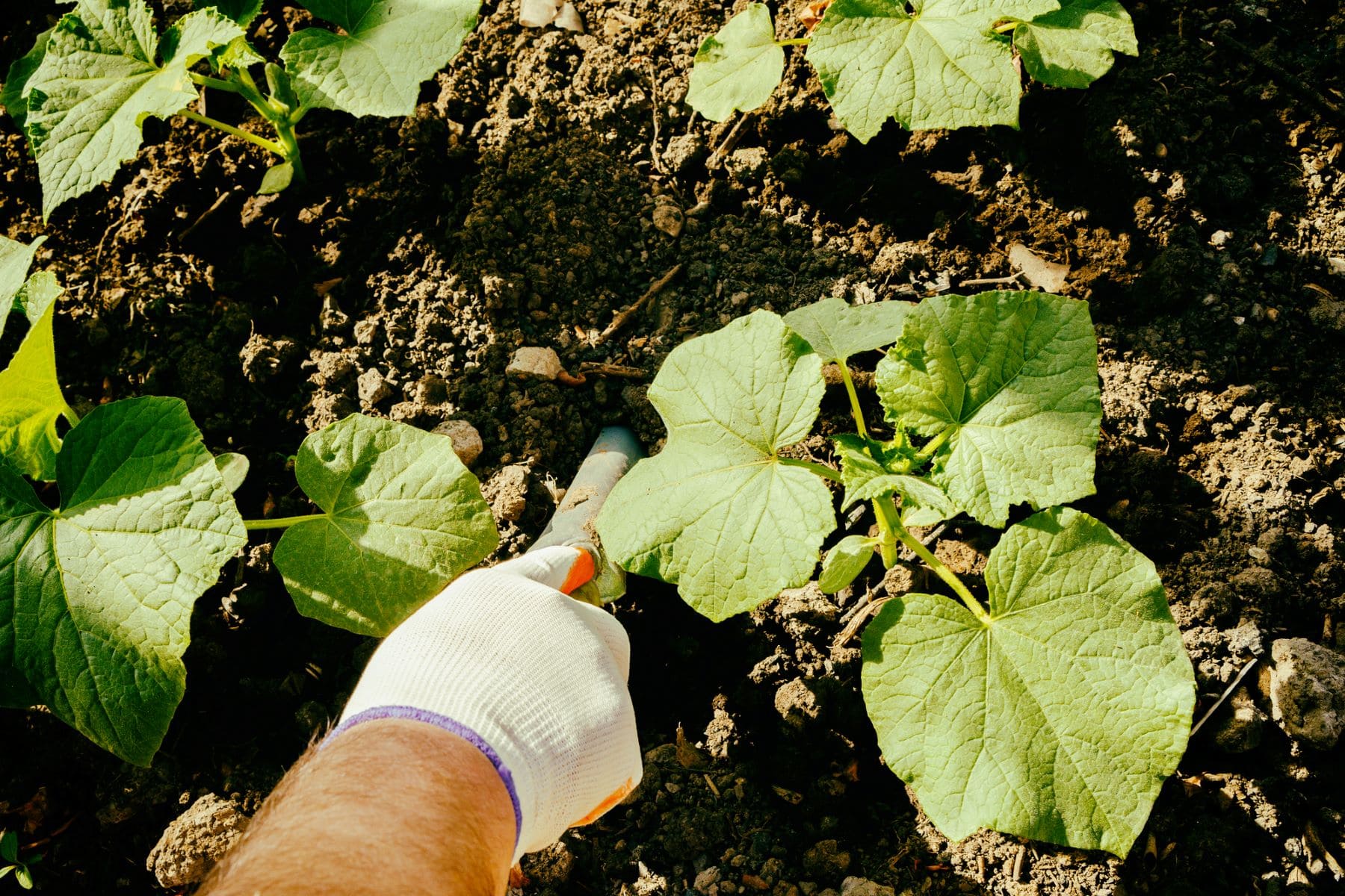 Mesa producción agraria ecológica Baleares 2030