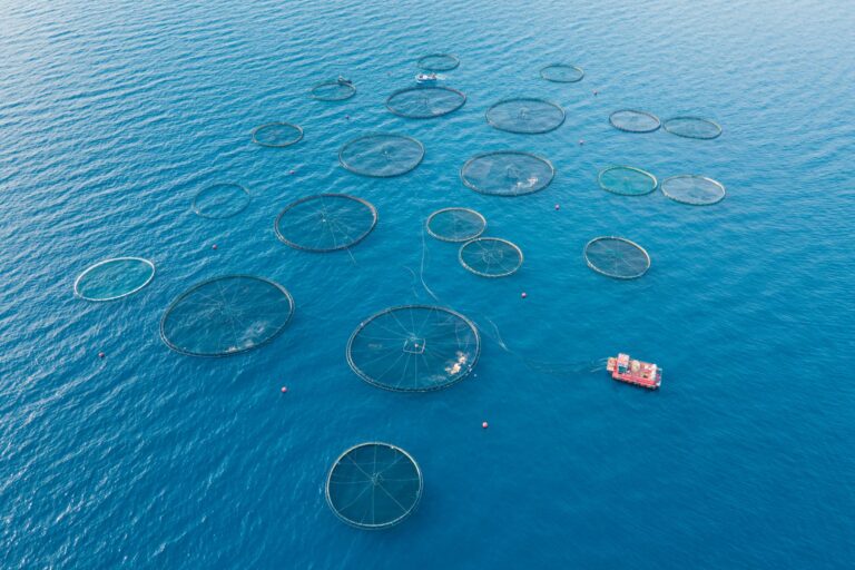 acuicultura salmón hambre poblaciones locales