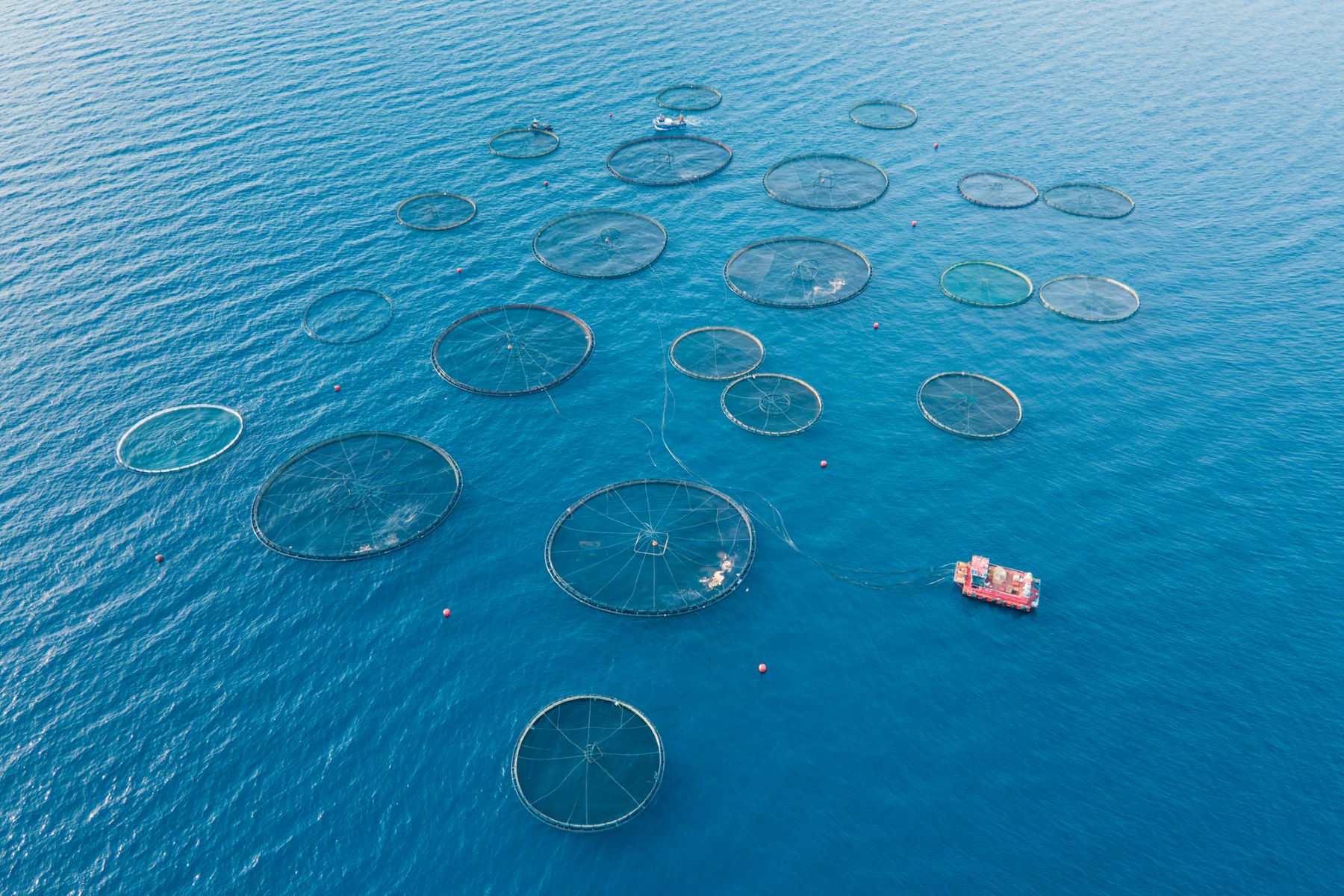 acuicultura salmón hambre poblaciones locales