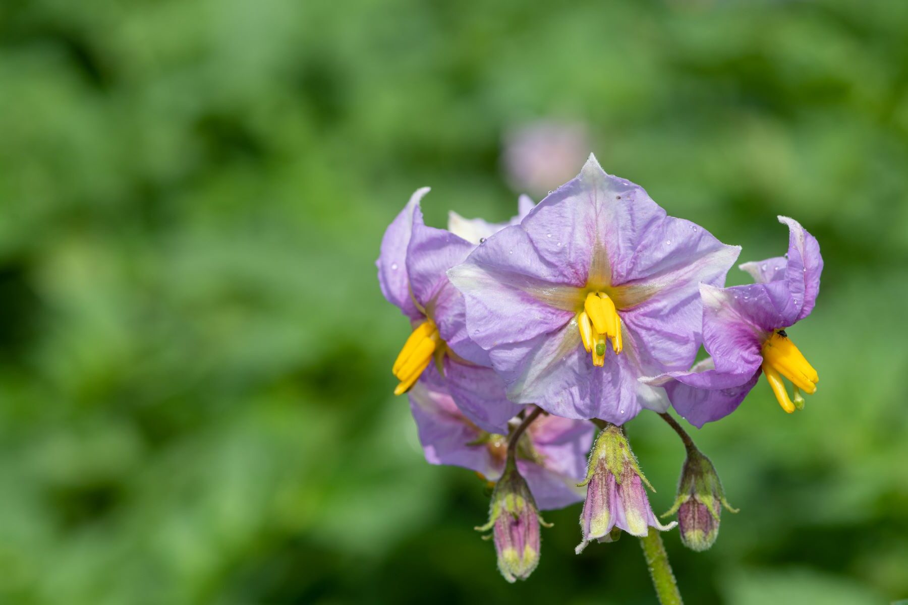 planta patata algodón silvestre