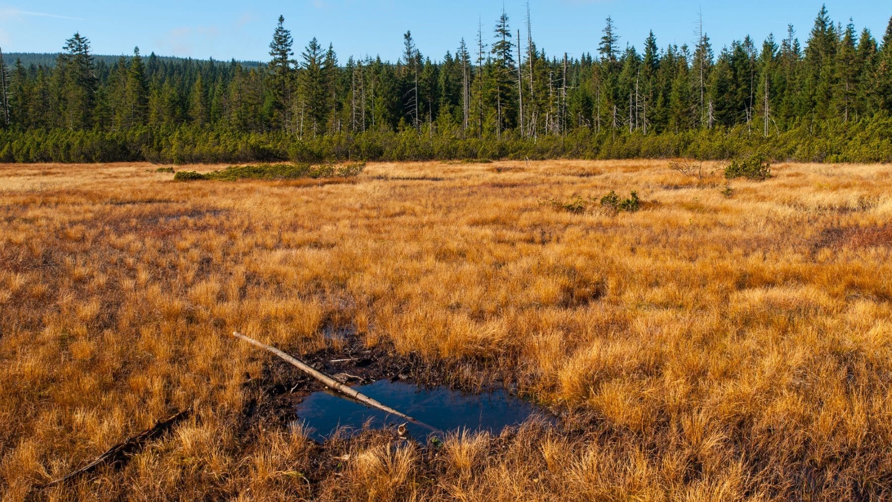 turberas deteriorando