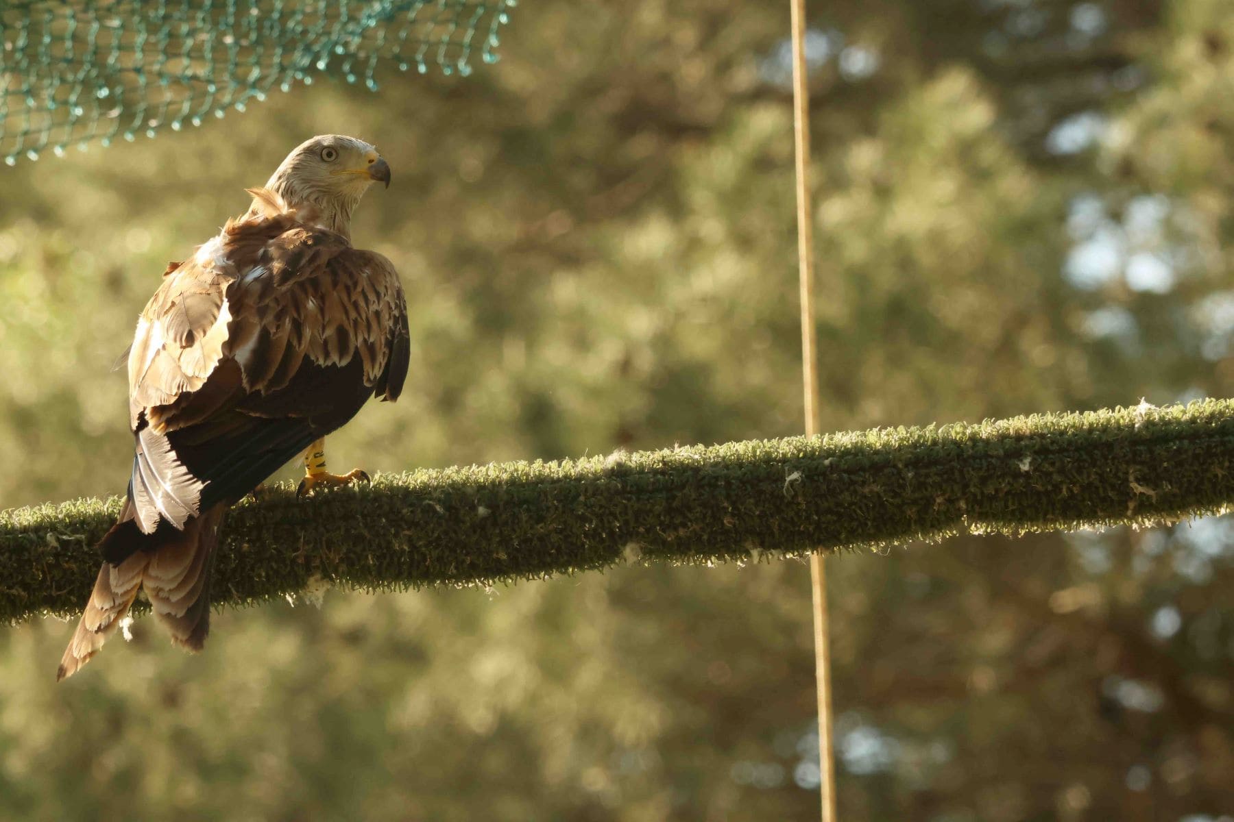 Milanos reales liberados Sierras Cazorla criado 2024