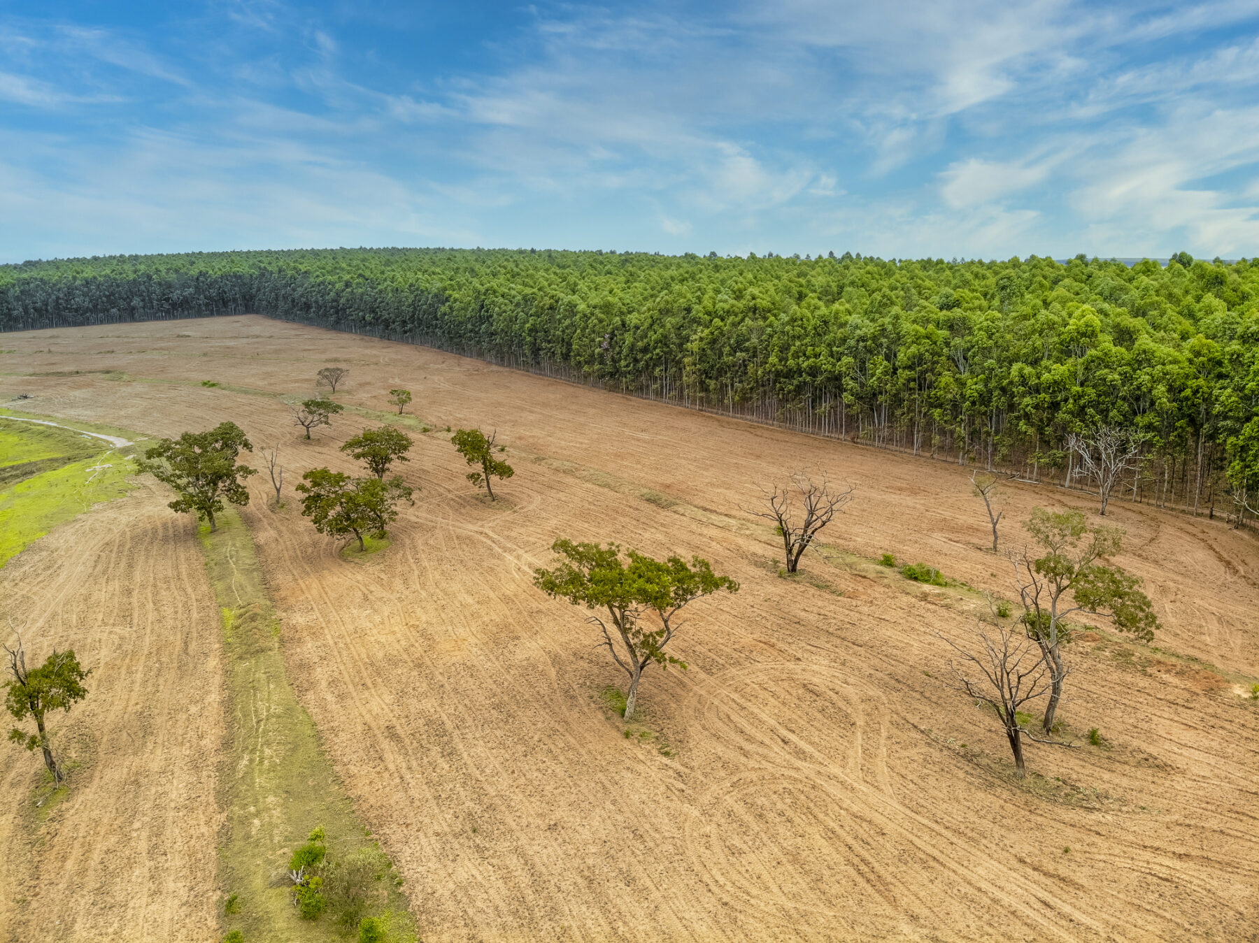Partido Popular Europeo Reglamento de Deforestación UE