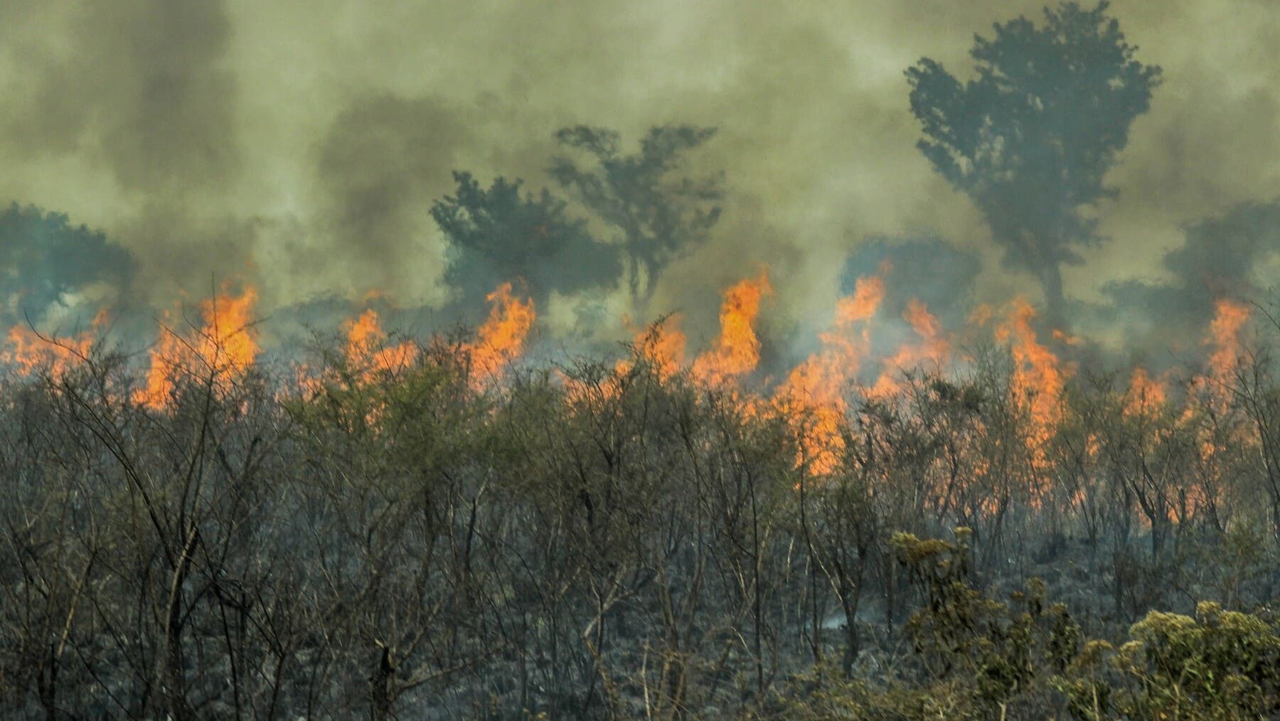 Perú incendios forestales 2024 Amazonía