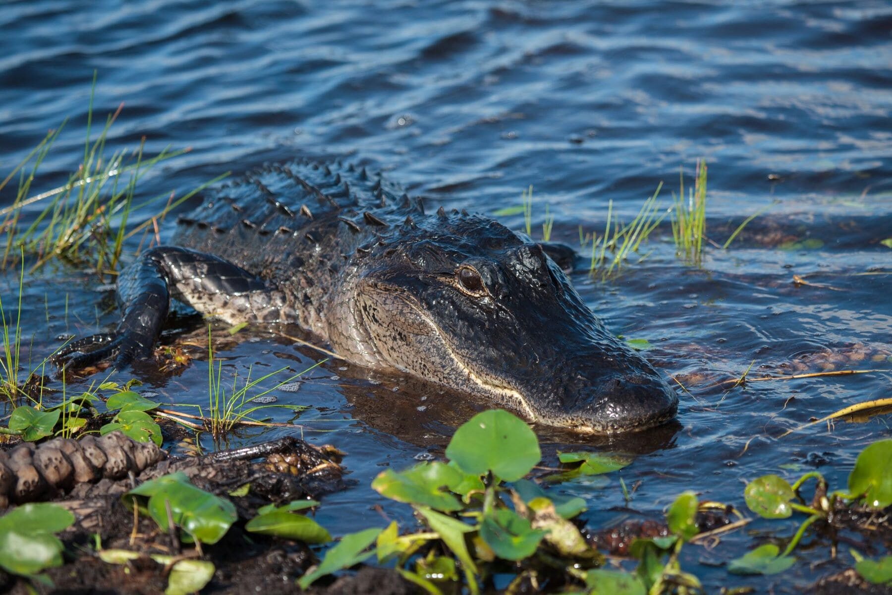 Proteger cocodrilos pesca sostenible camarones México