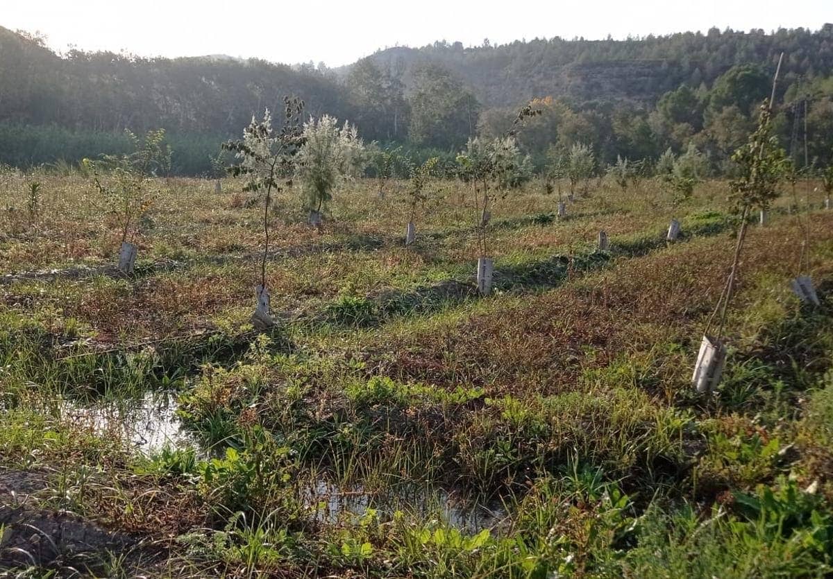 Proyecto FLUVIATILIS bosque La Huertecica