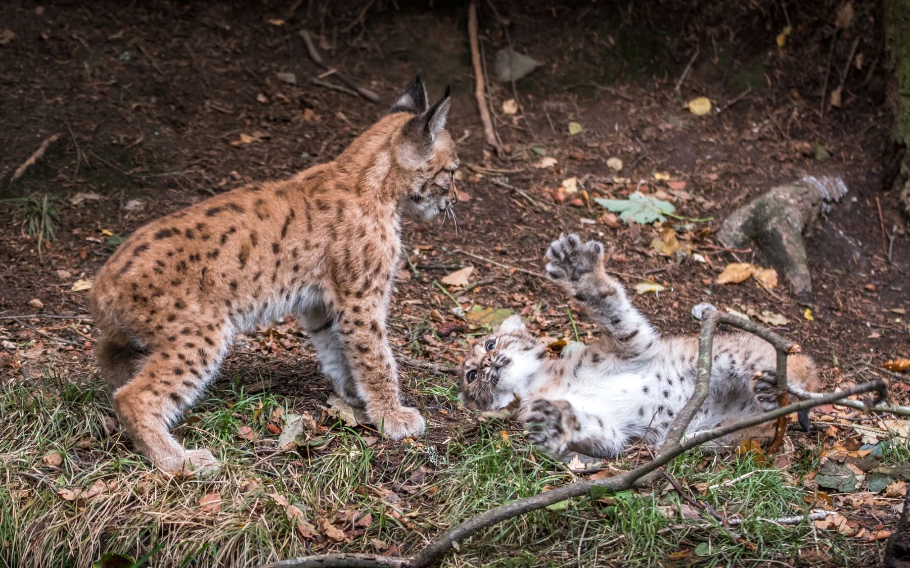 LIFE+ LYNXCONNECT cachorros Sierra Arana