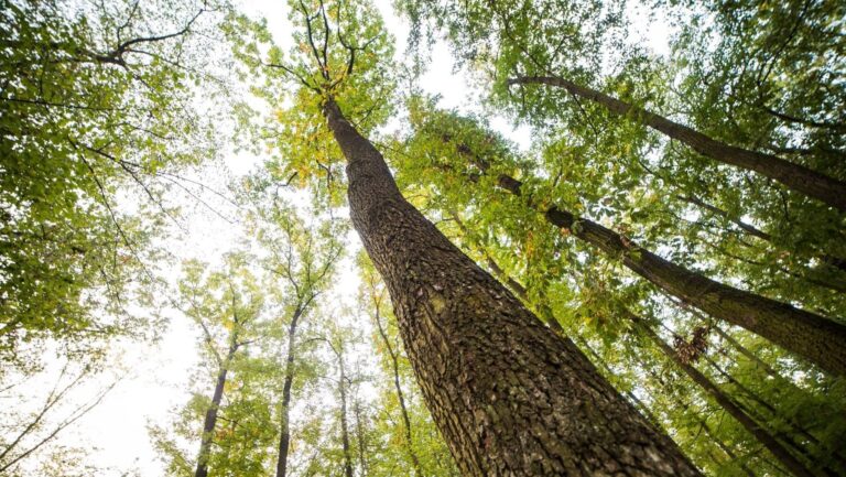 SingleTree Digitalización Forestal Castilla León