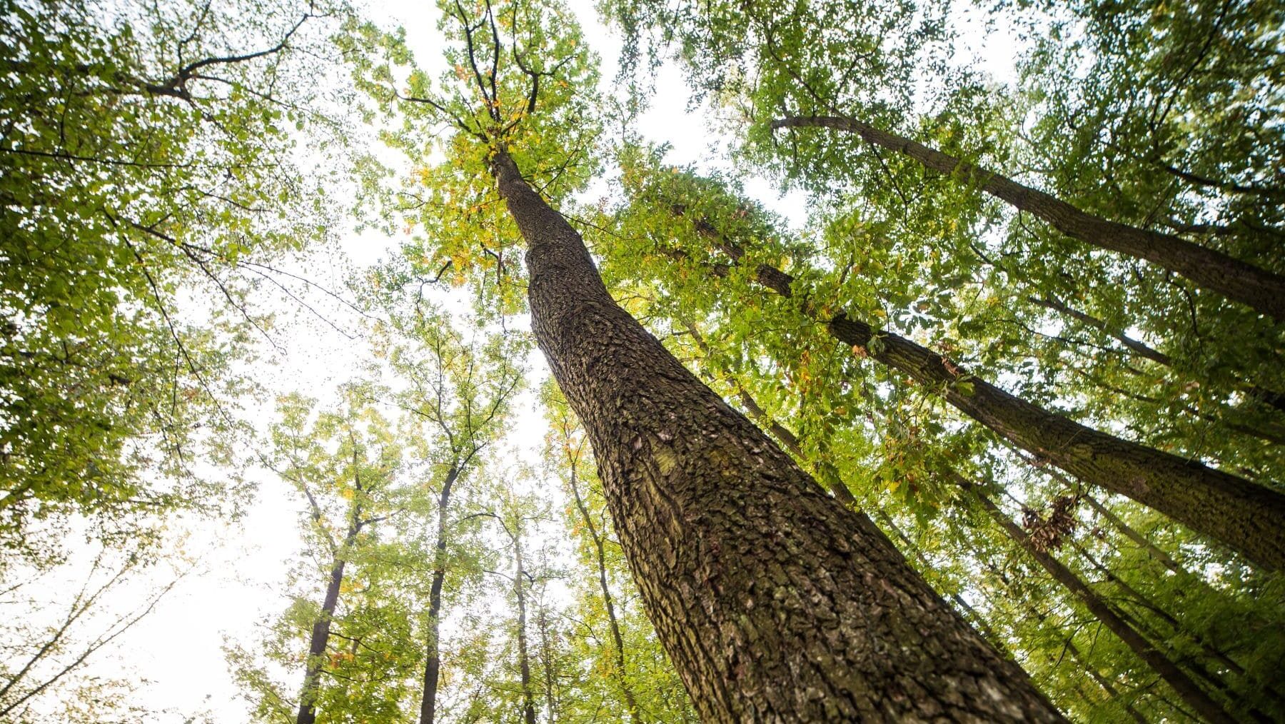 SingleTree Digitalización Forestal Castilla León