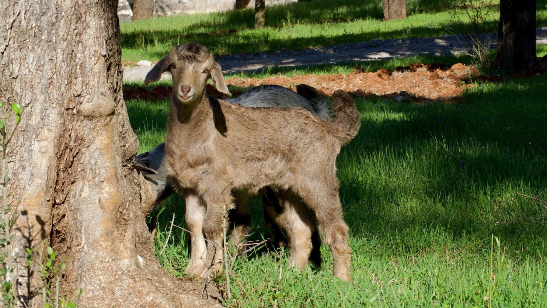 Asturias cambio climático producción forestal pastoreo razas autóctonas