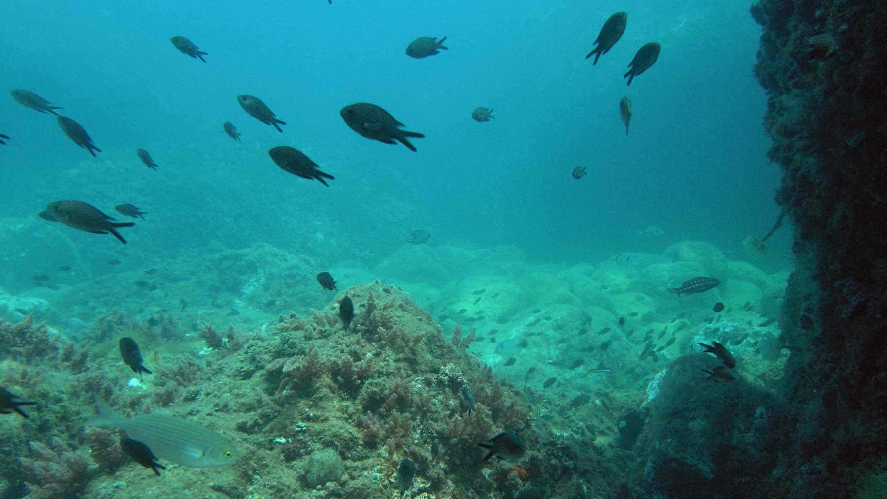 Redes deriva ilegales marroquíes mar Alborán biodiversidad