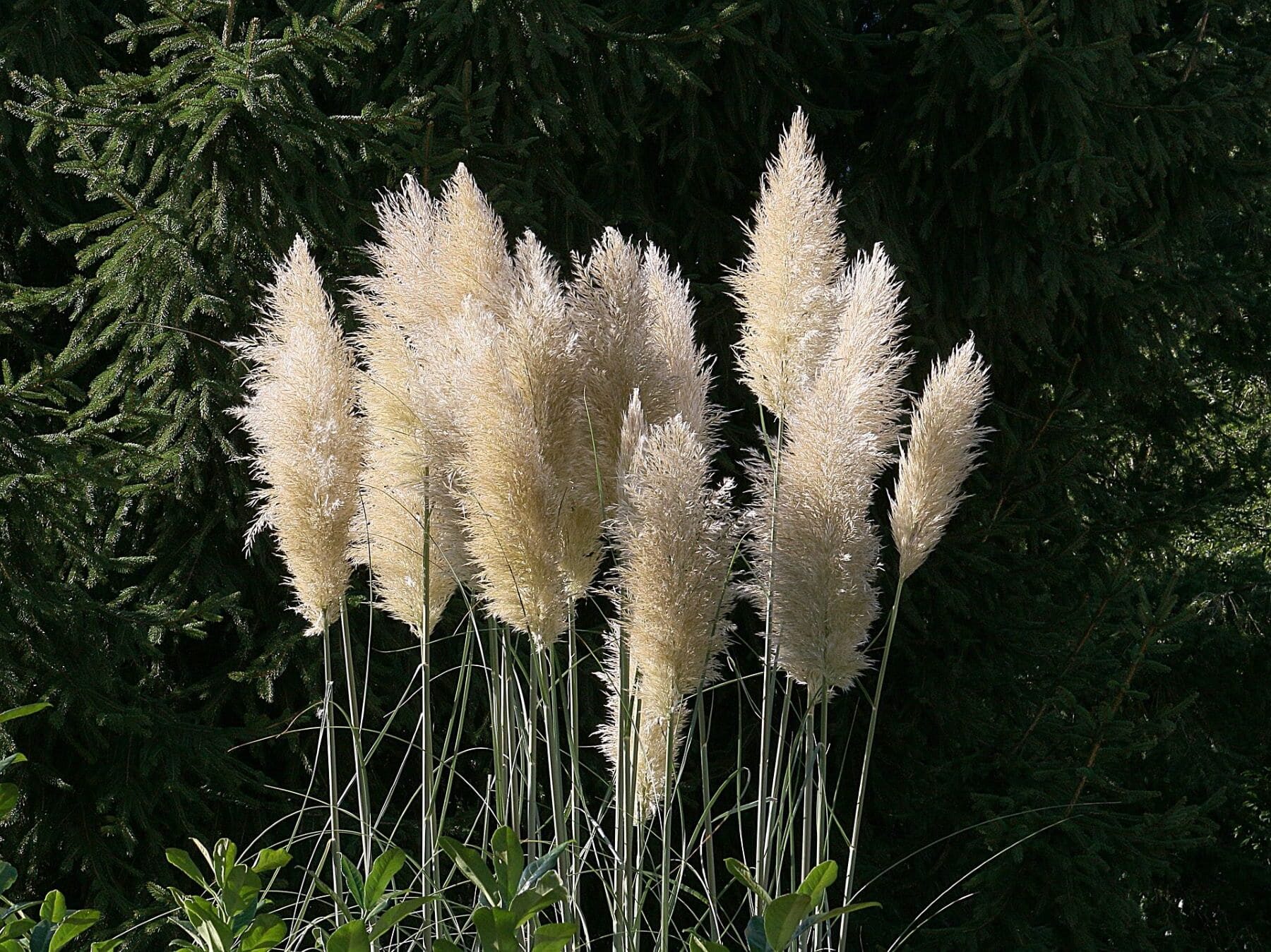 Ibero-Atlántica especies plantas invasoras
