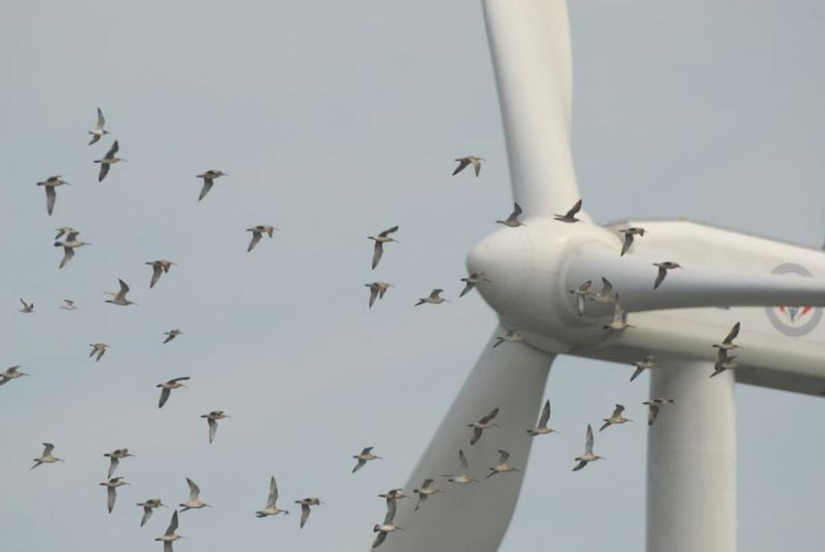 Sistema DTBird® águilas parques eólicos