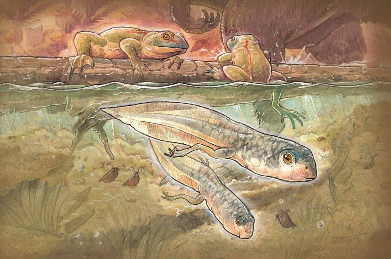 jurásico renacuajo antiguo