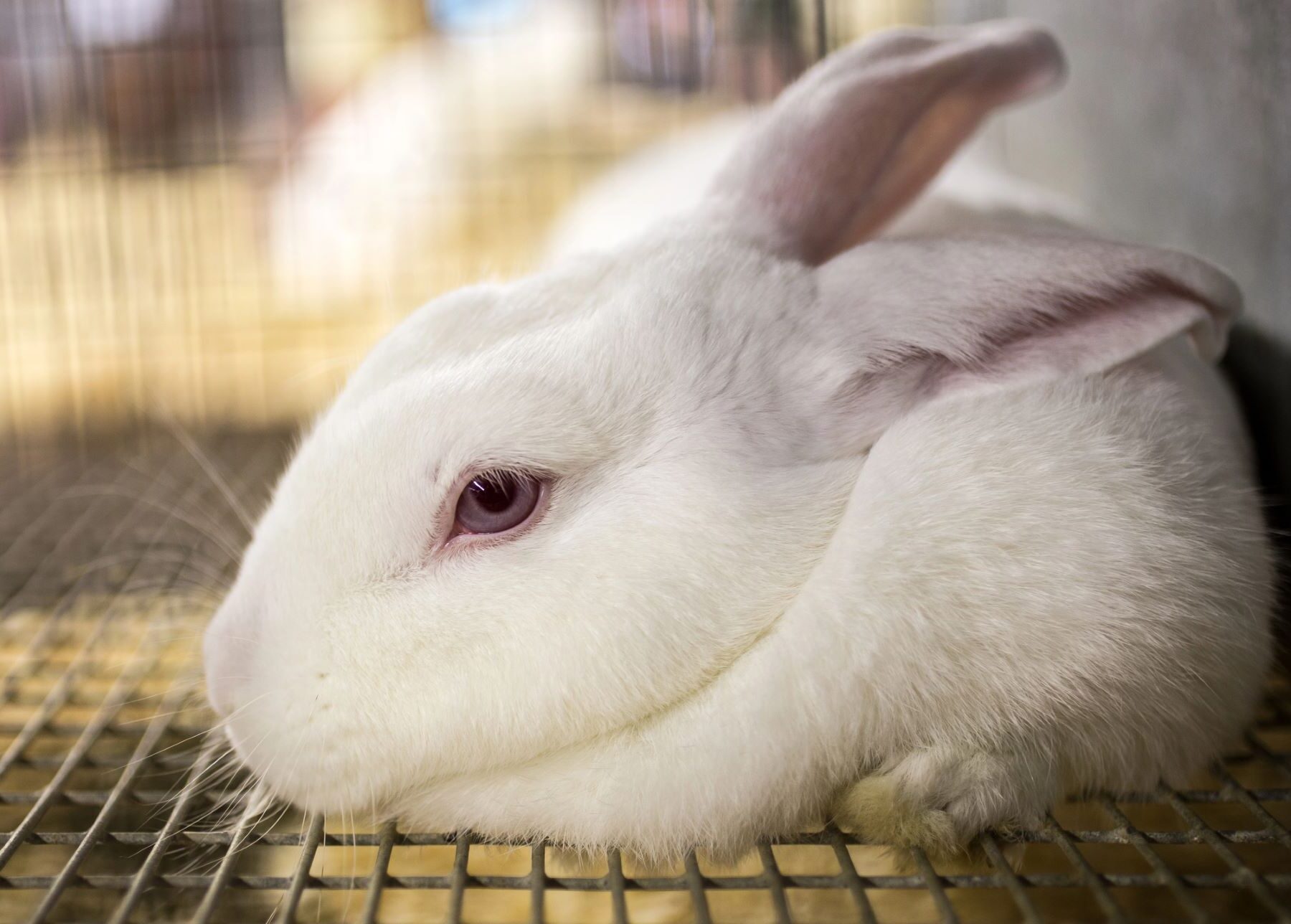 CIWF sufrimiento conejos enjaulados