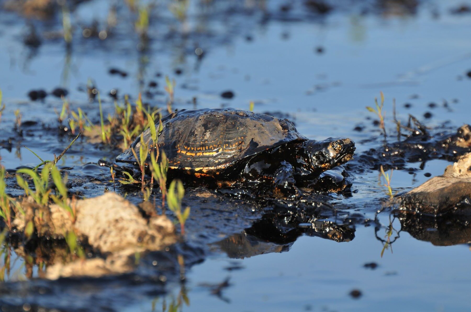 Vertido petróleo río Pastaza Perú
