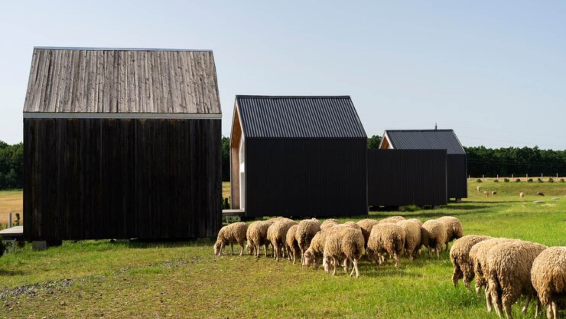 paneles solares ovejas