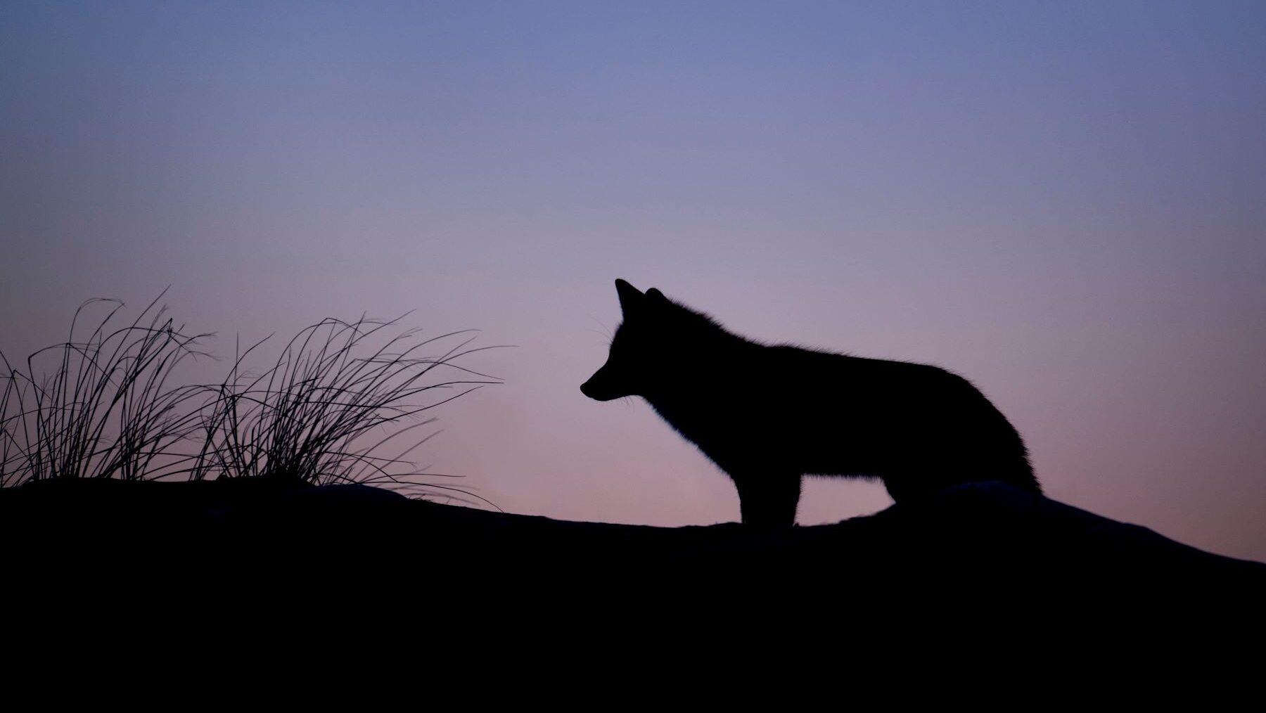 manadas lobos Cantabria
