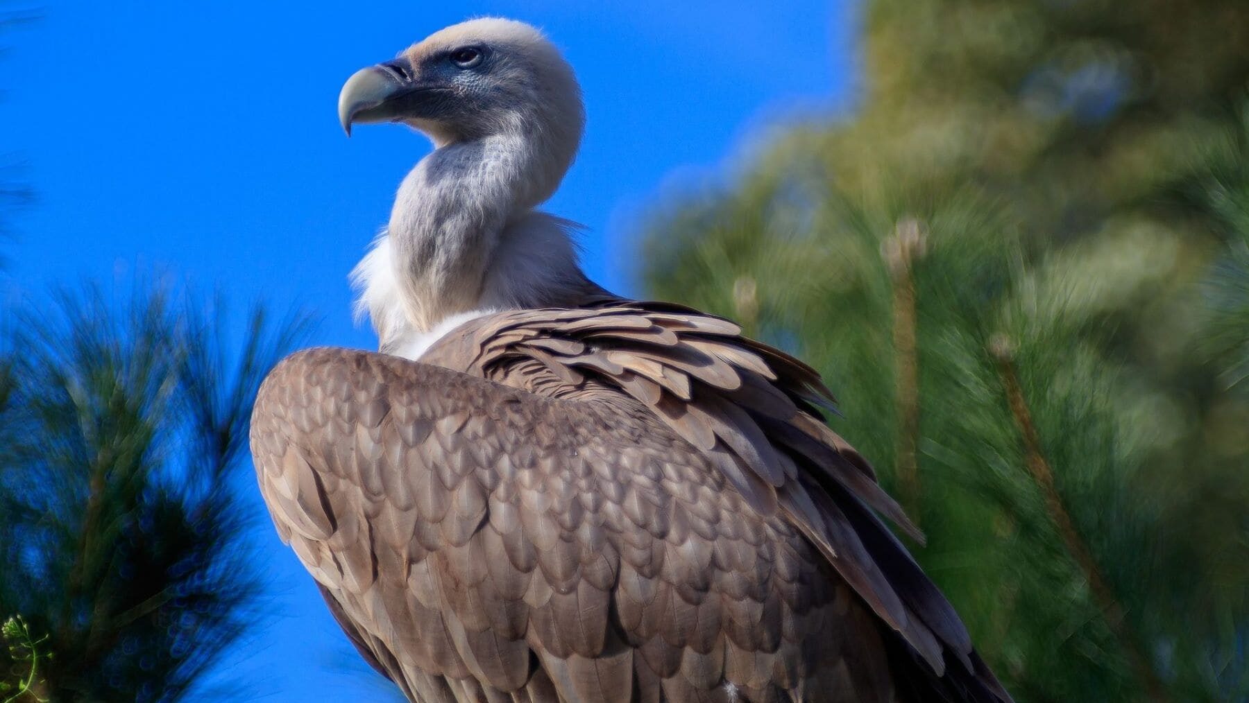 Multa granja porcina buitres leonados electrocutados