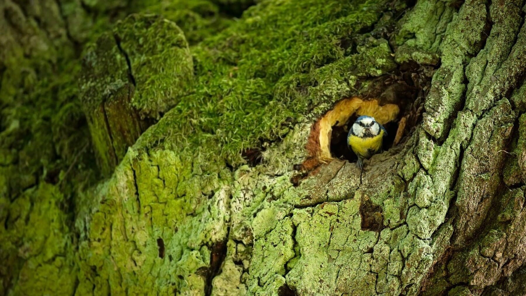 insectos picadura hospedadores enfermedades