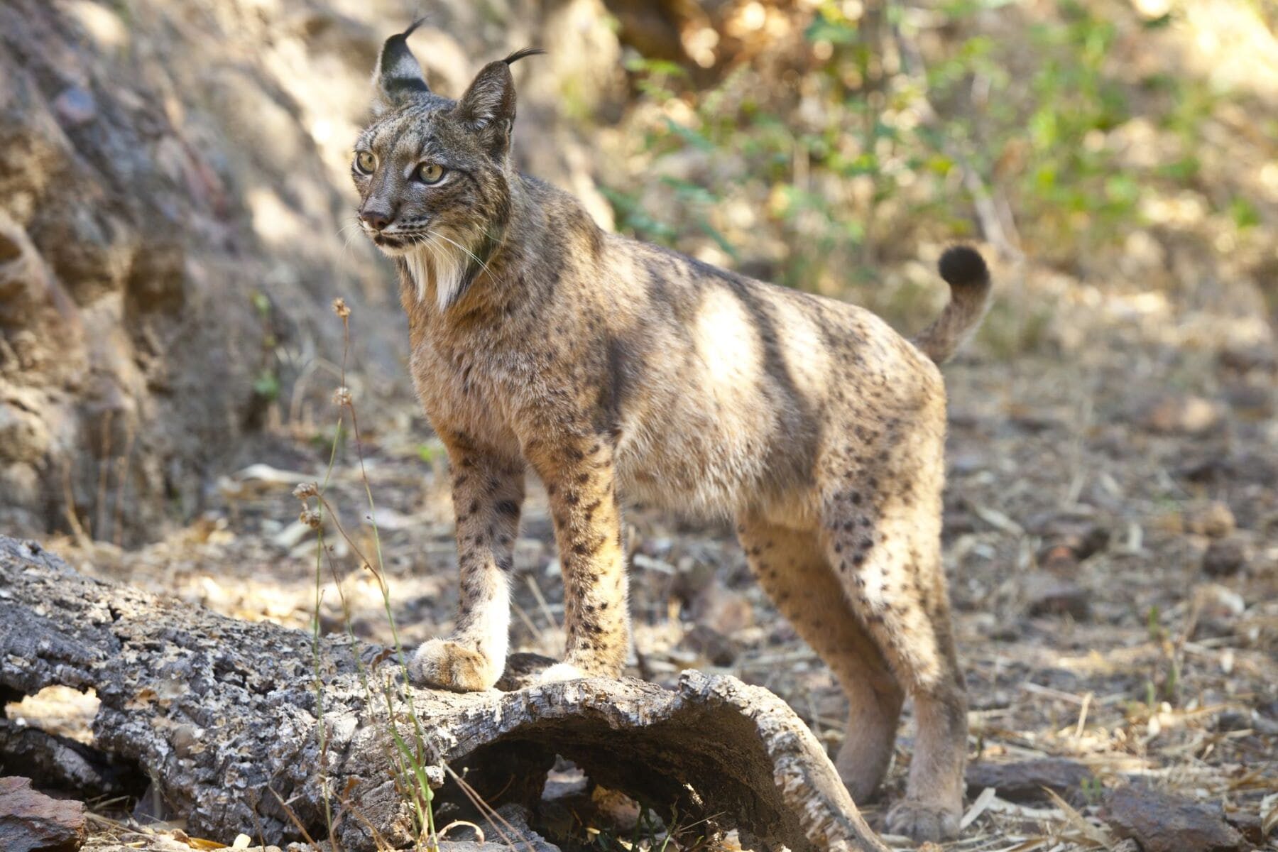 lince ibérico 2024 Castilla-La Mancha