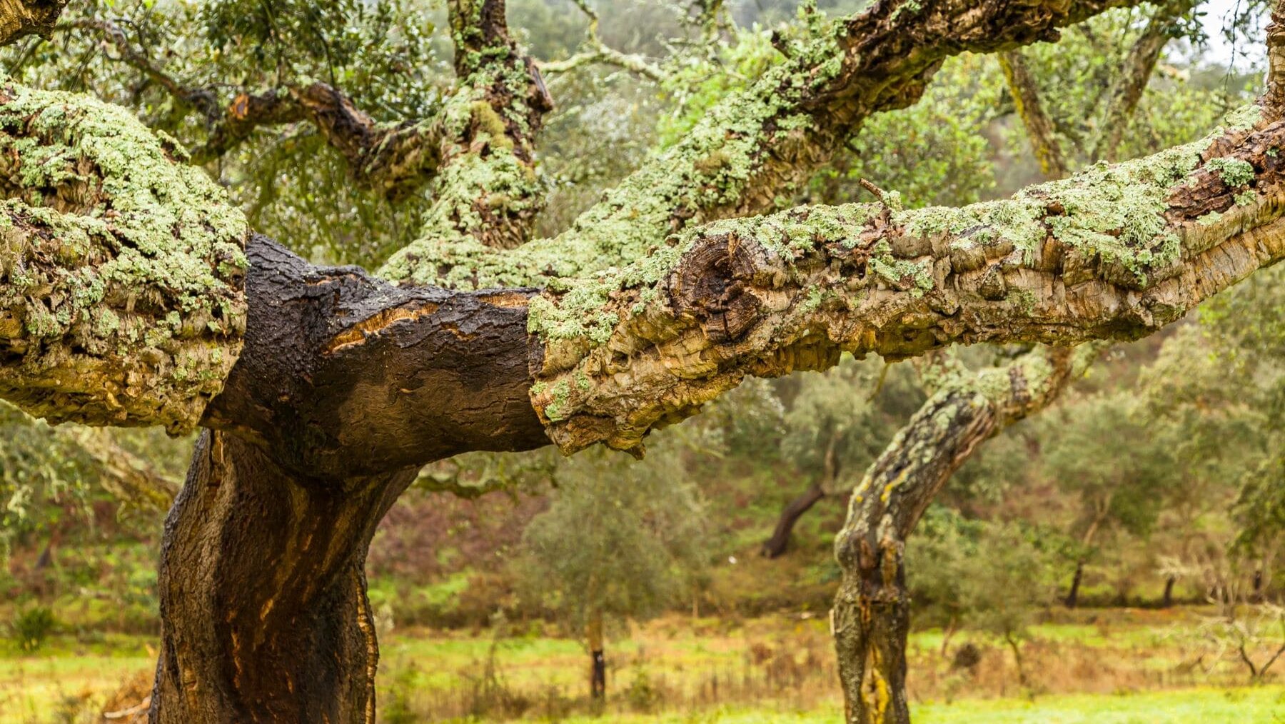 Alcornoques Doñana hormiga invasora argentina
