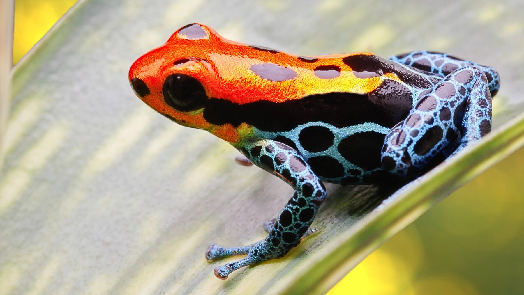 Ranas venenosas peligro extinción Valle Cauca Colombia