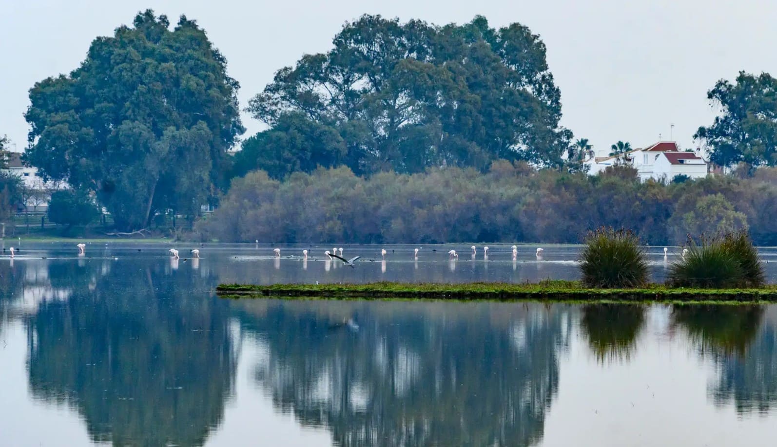 Andalucía Acuerdo Doñana