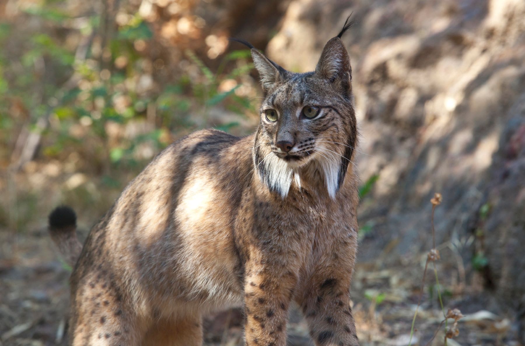 Andalucía conservación lince ibérico