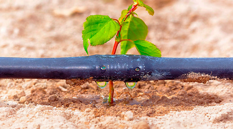 Arabia Saudí riego inteligente cultivos desertificación