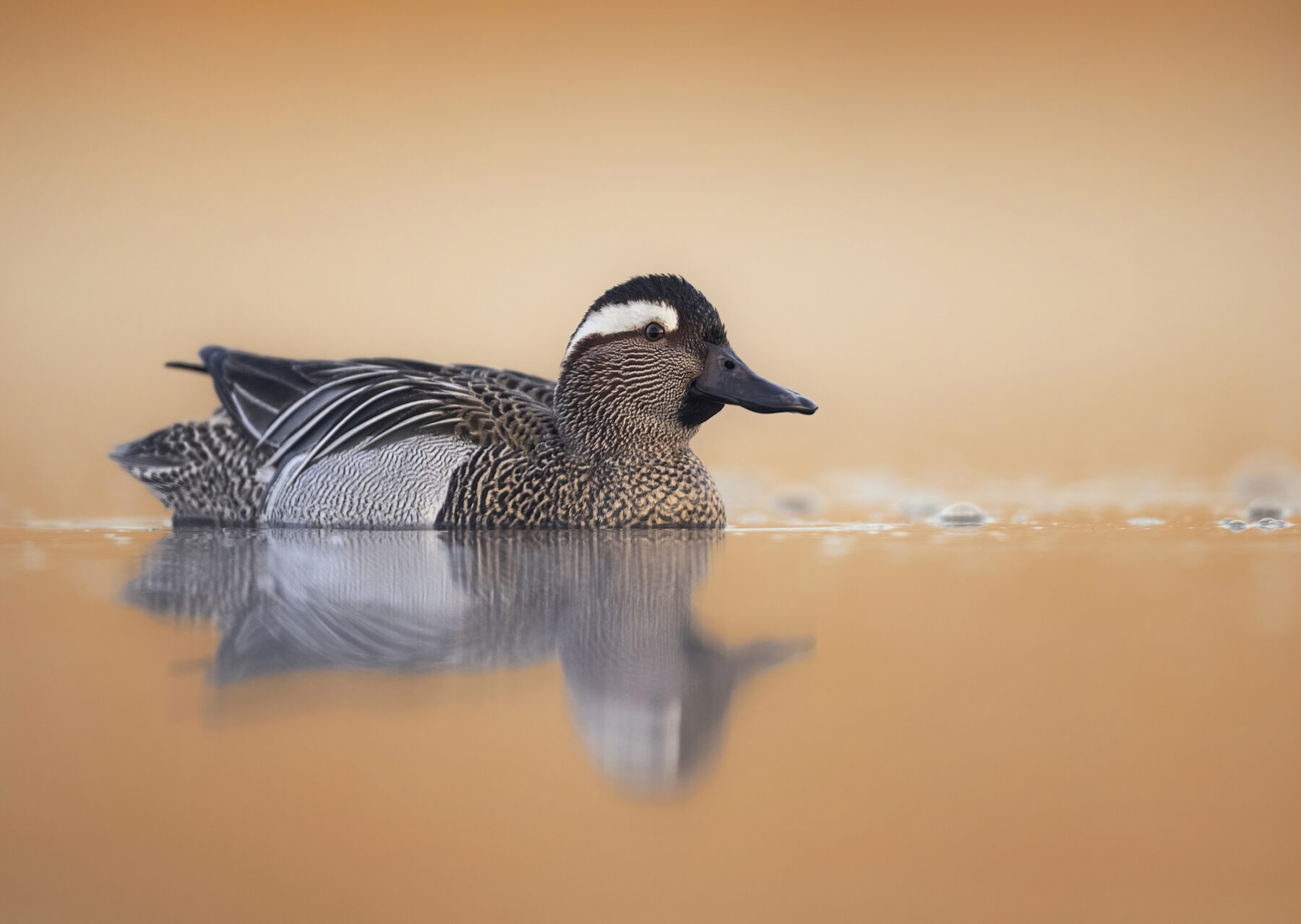 Aves acuáticas Doñana
