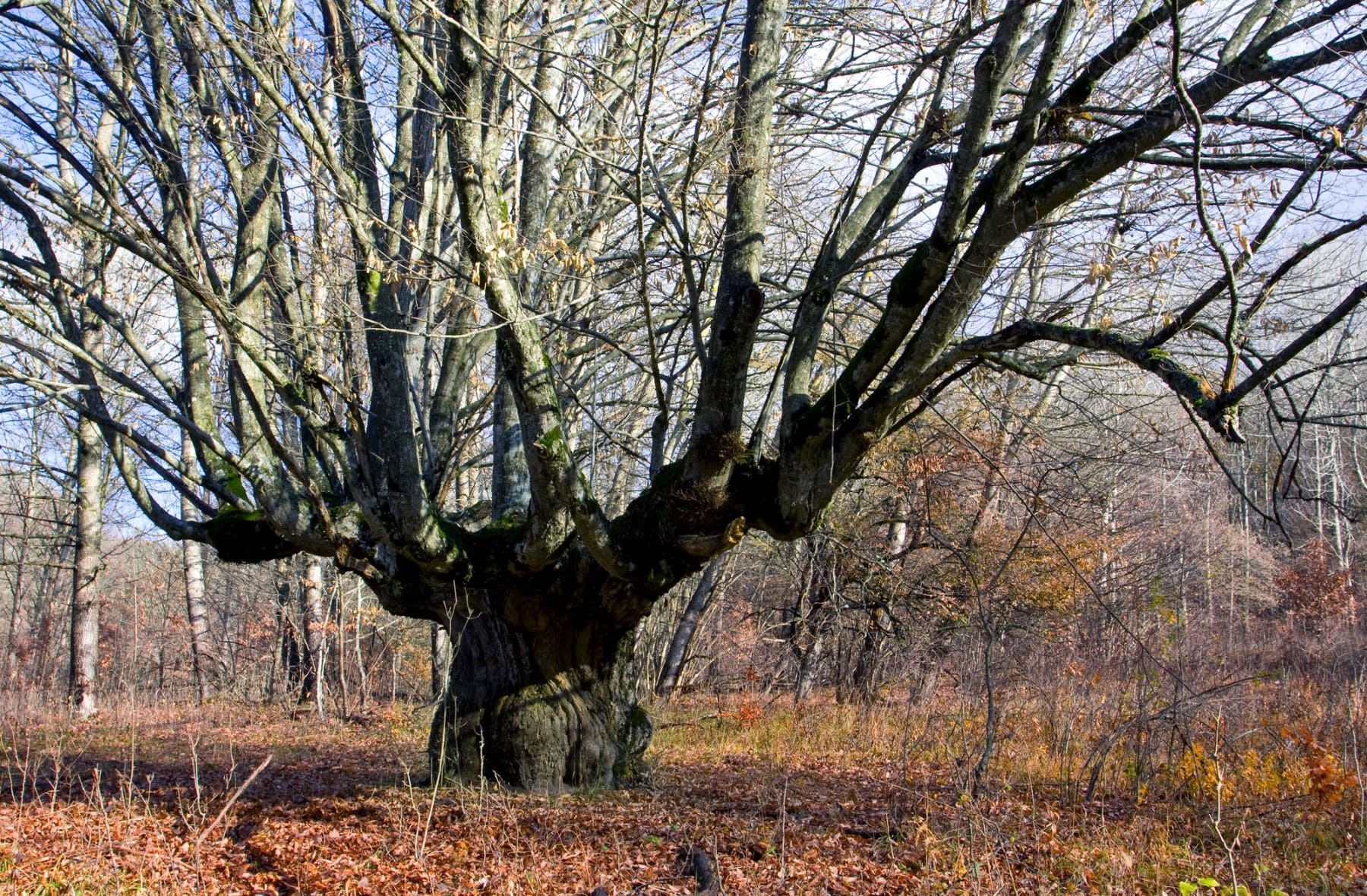 conservación árboles singulares Galicia