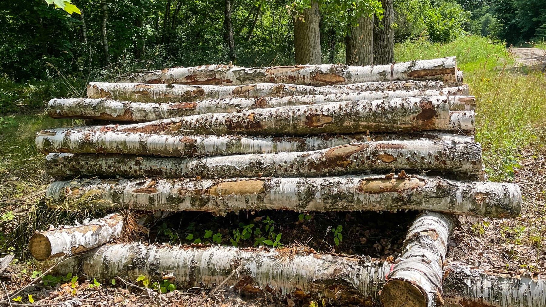 Bioeconomy Regions Summit 2024 Euskadi bioeconomía forestal