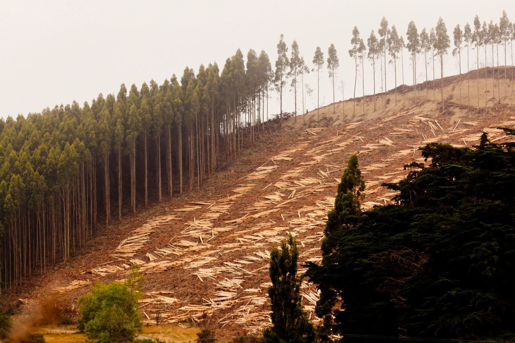 Bolivia madera cacao cuero café Ley Deforestación Importada UE
