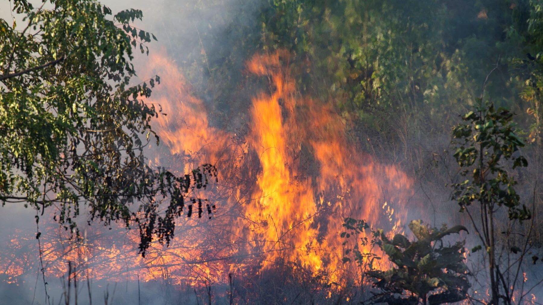 Bolivia incendios forestales minería ilegal 2024