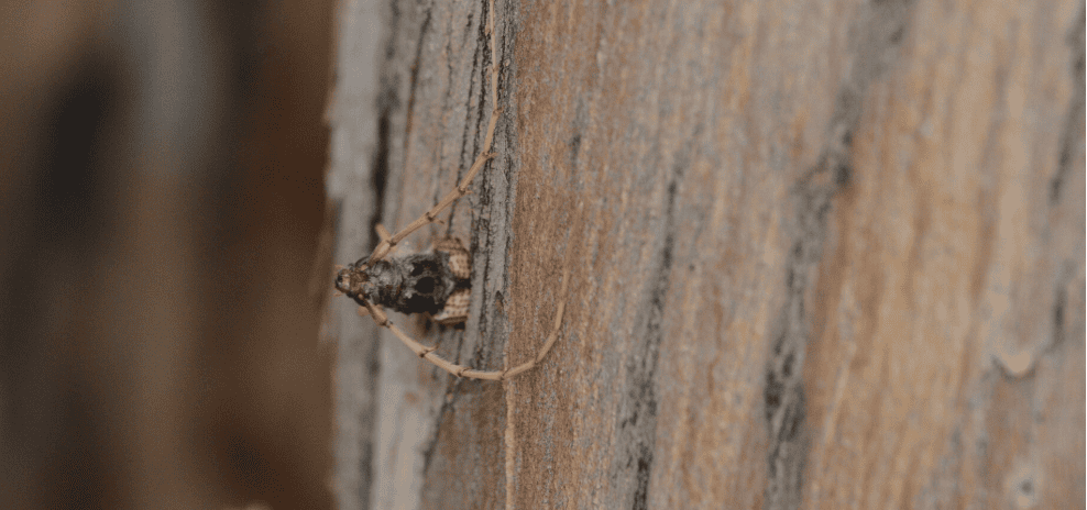 Bolivia escarabajo invasor eucaliptos