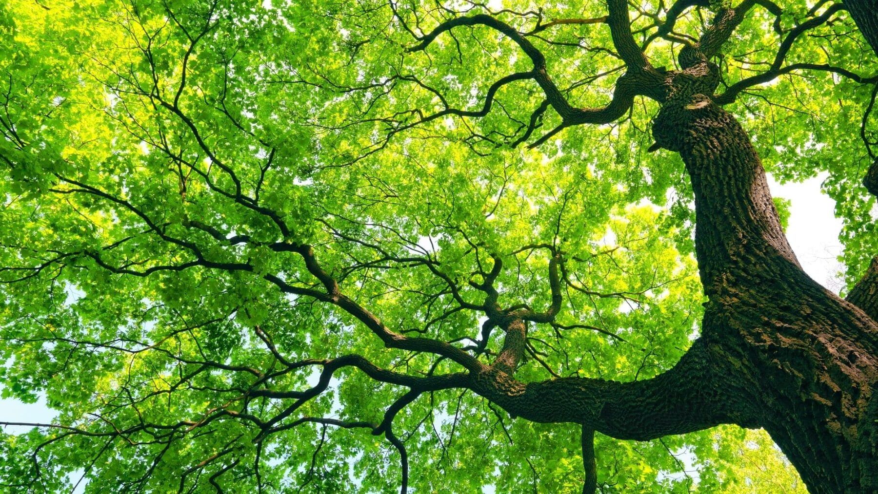 CONAMA 2024 Fundación Global Nature naturaleza cambio climático