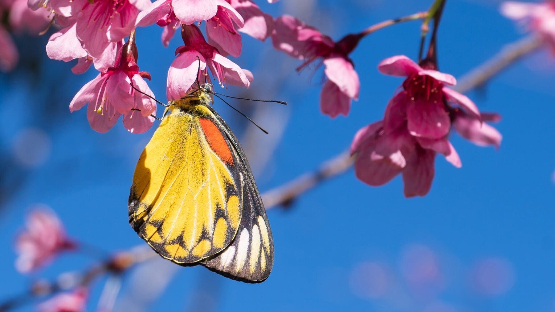 CONAMA 2024 Ley de la Restauración de la Naturaleza