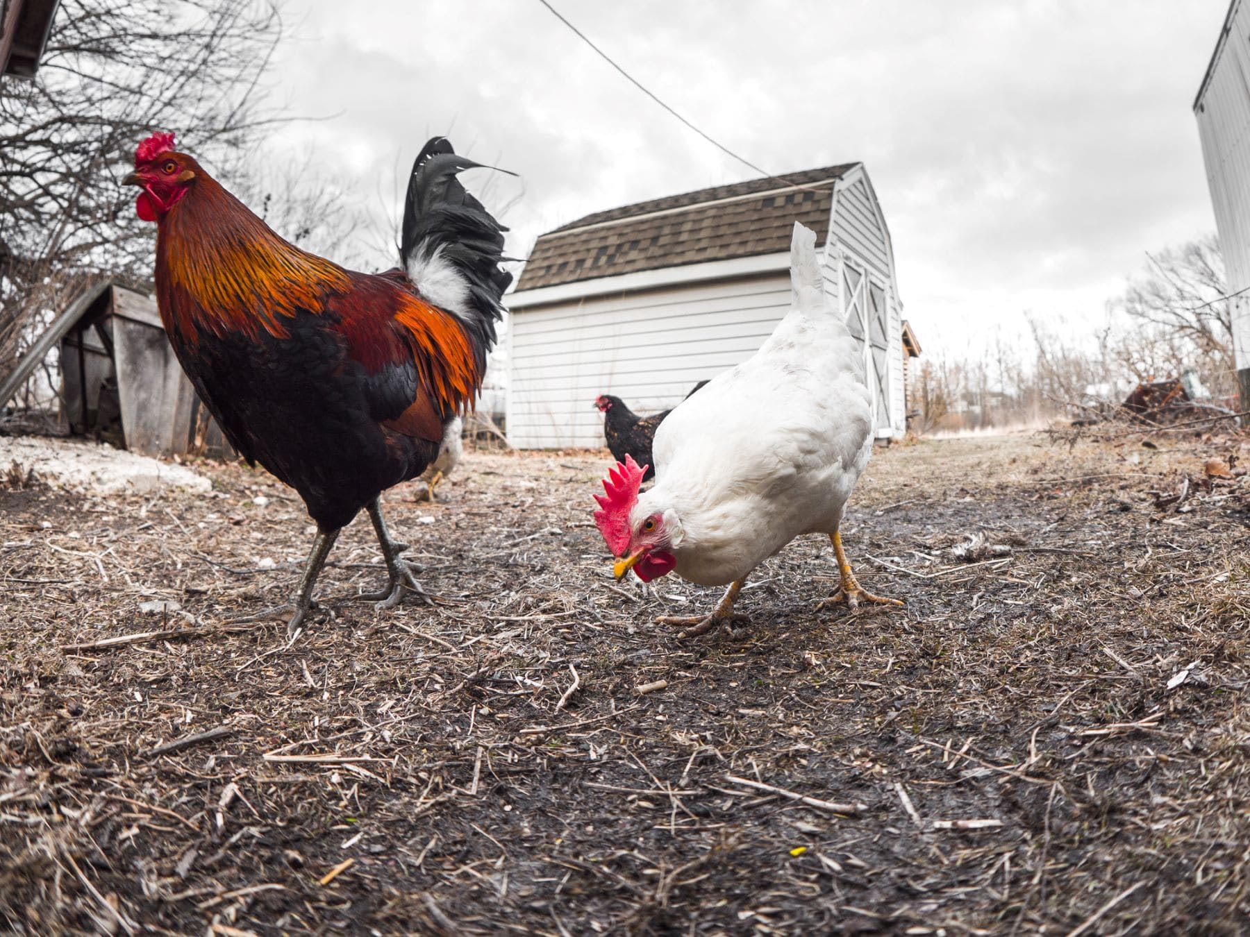 California gripe aviar humanos