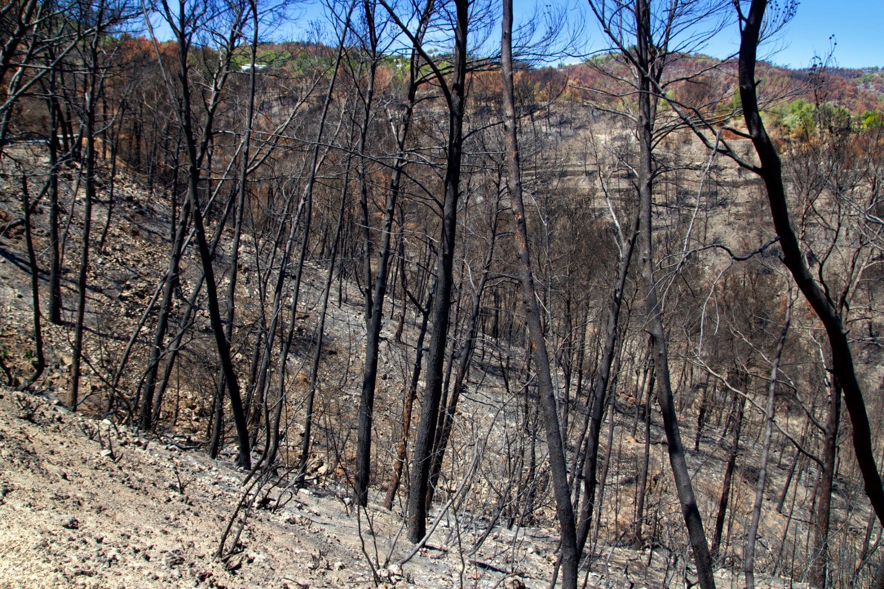 Canarias cambio climático