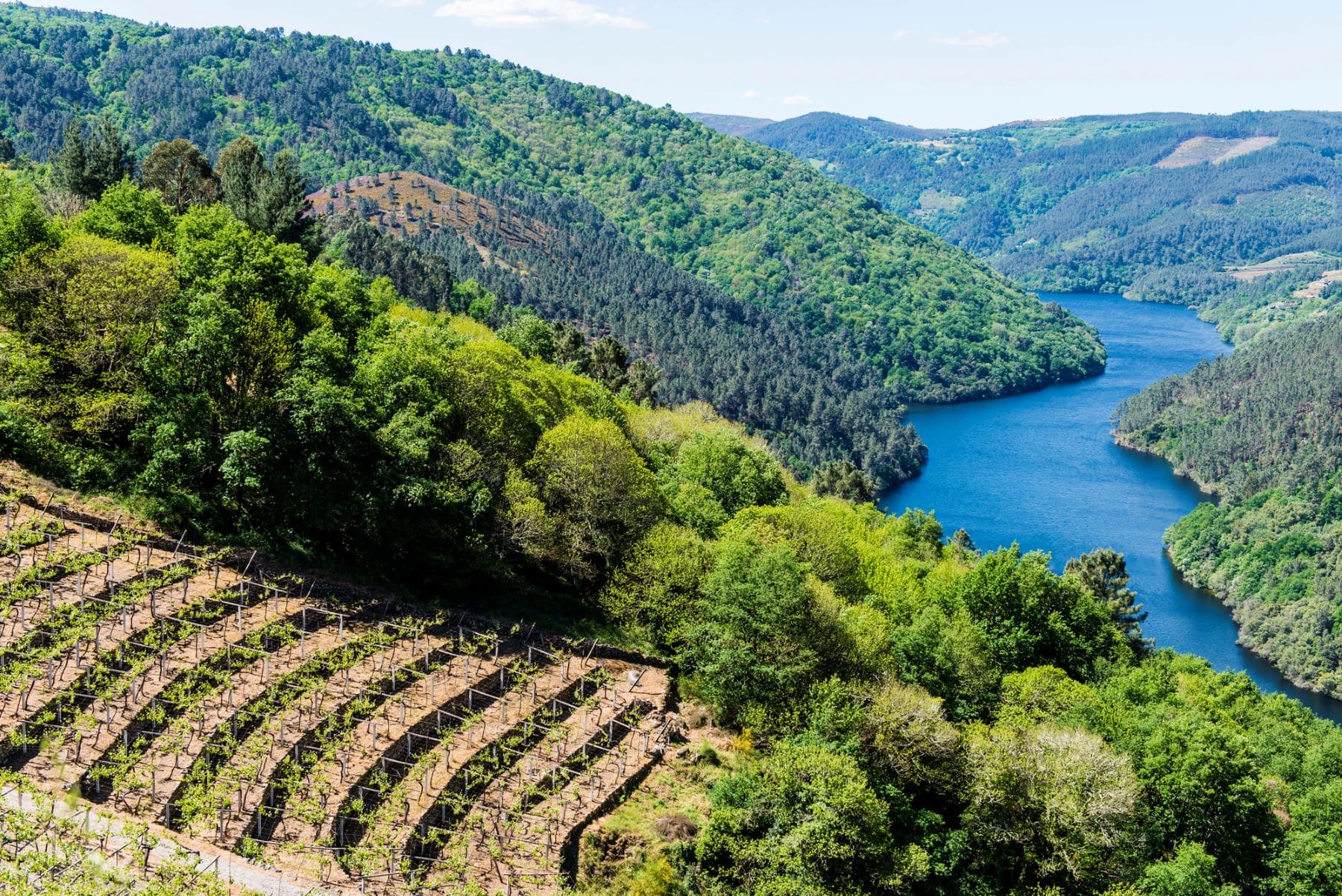 paisaje viñedos Ribeira Sacra Galicia