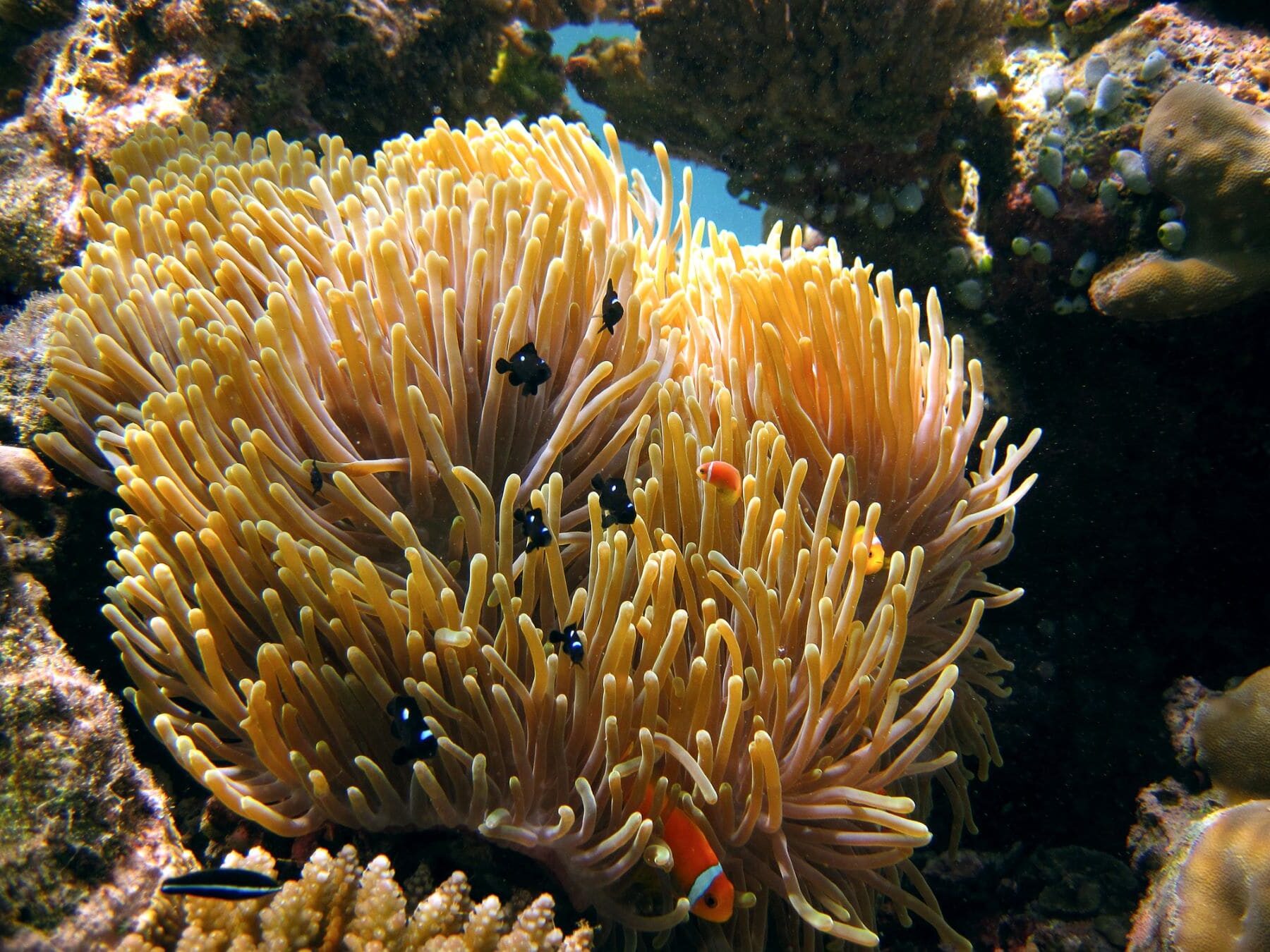 árbol vida relaciones evolutivas entre células animales